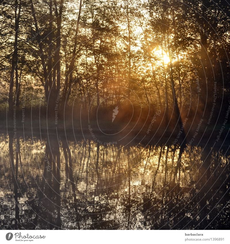 So fängt der Tag gut an Natur Landschaft Wasser Sonnenlicht Herbst Schönes Wetter Nebel Baum Sträucher Teich See leuchten Stimmung Warmherzigkeit Beginn Gefühle