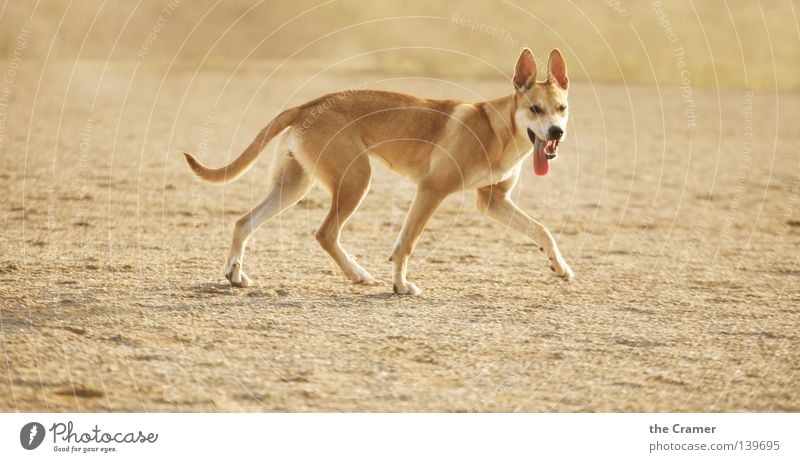 Hey, die kriegt doch sicher nicht genug zu fressen... Hund Welpe Wachsamkeit hören Tier Wolf gelb Schnauze Gebiss Dieb Landraubtier Treue wach Ehrlichkeit