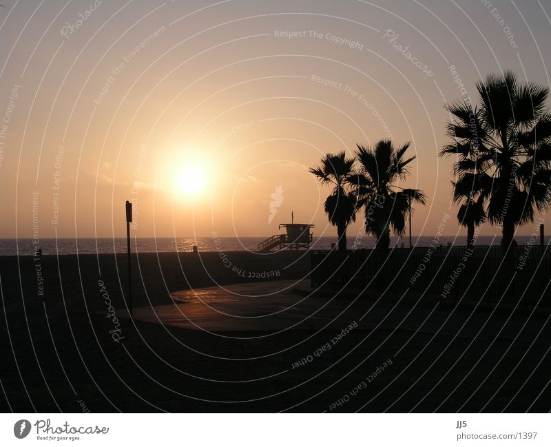 venice beach Strand Kalifornien Sonnenuntergang Palme Wasser Abendsonne Sonnenlicht Silhouette Pazifik Pazifikstrand Palmenstrand Strandposten Textfreiraum oben