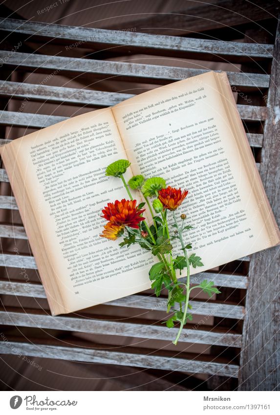 Bücherliebe Medien Printmedien Buch lesen lernen Buchseite klassisch Freizeit & Hobby Astern Blume Blumenstrauß Leseratte herbstlich Herbst Terrasse Farbfoto