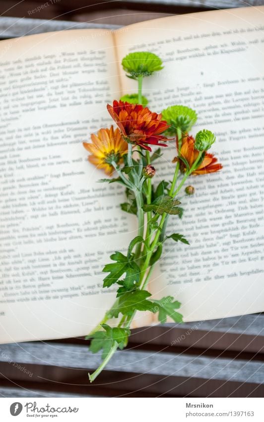 Astern Medien Printmedien Buch lesen lernen verschönern Buchseite Freizeit & Hobby blättern Leseratte Lesezeichen Erholung Gedanke Farbfoto Gedeckte Farben