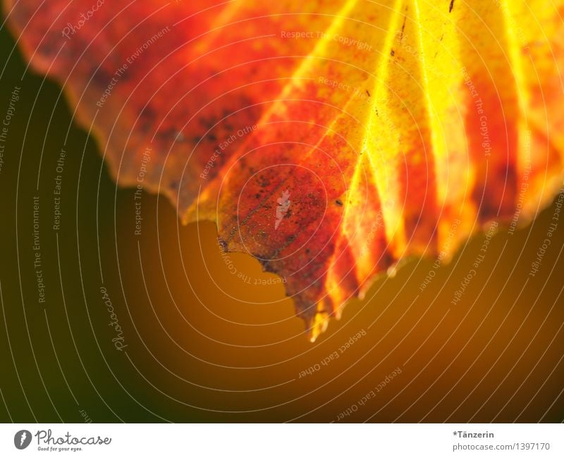 Herbstfarben Umwelt Natur Pflanze Schönes Wetter Baum Blatt Garten Park Wald ästhetisch Freundlichkeit schön braun gelb orange ruhig Farbfoto mehrfarbig