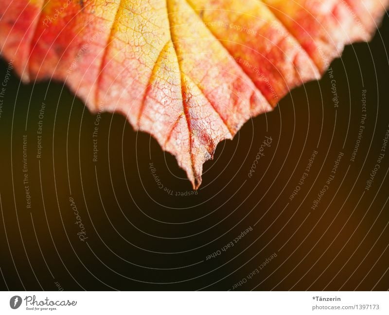 Herbstfarben II Natur Pflanze Sonnenlicht Schönes Wetter Baum Blatt Garten Park Wald ästhetisch Fröhlichkeit natürlich schön gelb orange Farbfoto mehrfarbig