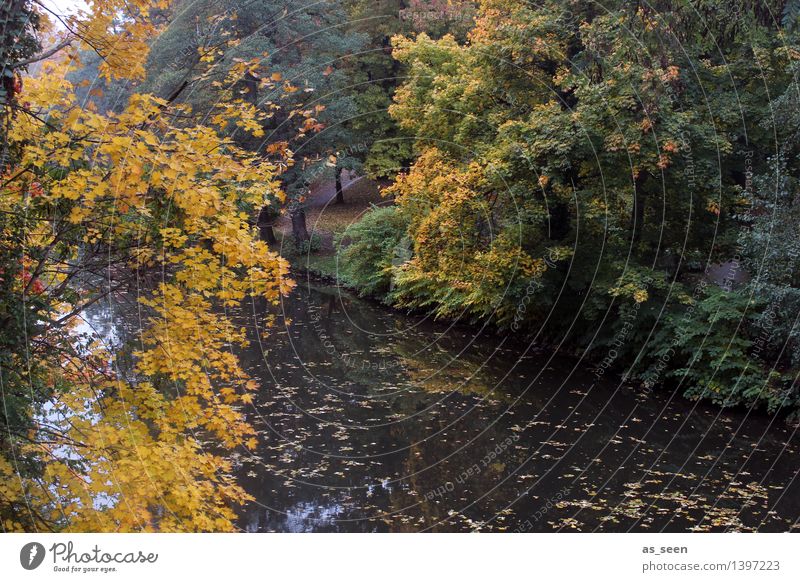 Goldener Oktober Wellness harmonisch Erholung ruhig Erntedankfest Umwelt Natur Landschaft Pflanze Erde Wasser Herbst Klima Wetter Baum Herbstlaub Laubwald Park