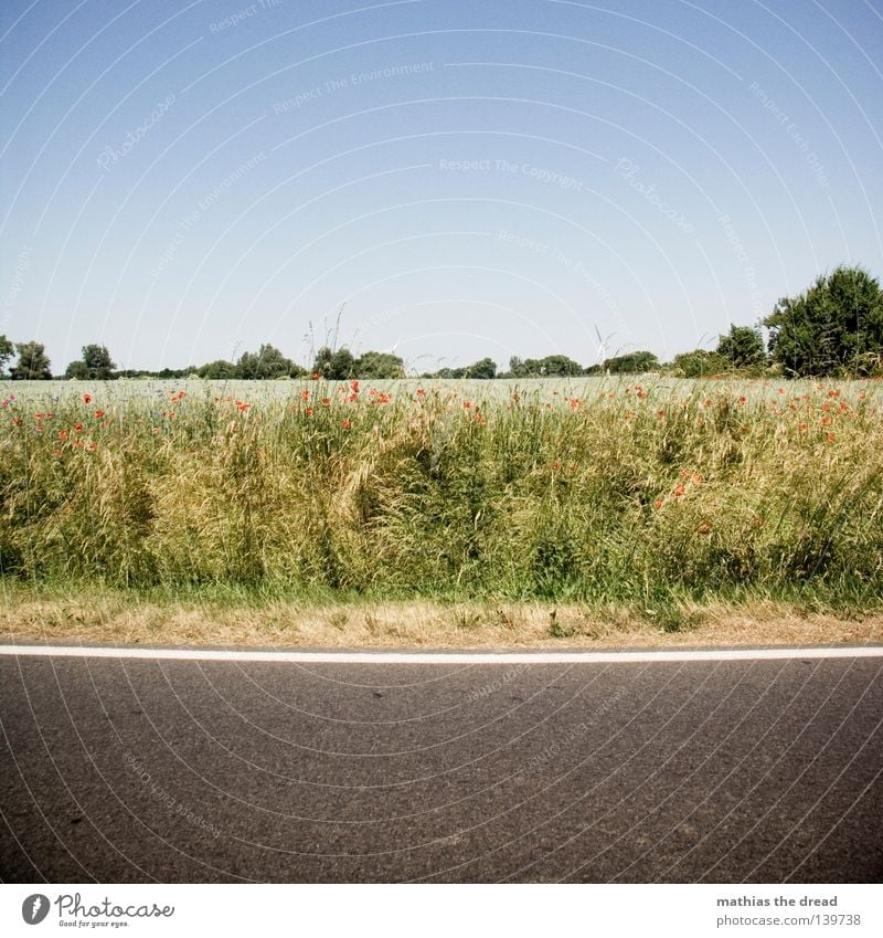 AUS DEM AUTO Landstraße Straßenrand Feld Feldrand Mohn Blauer Himmel Klarer Himmel Wolkenloser Himmel Schönes Wetter Menschenleer Sommer Reifezeit