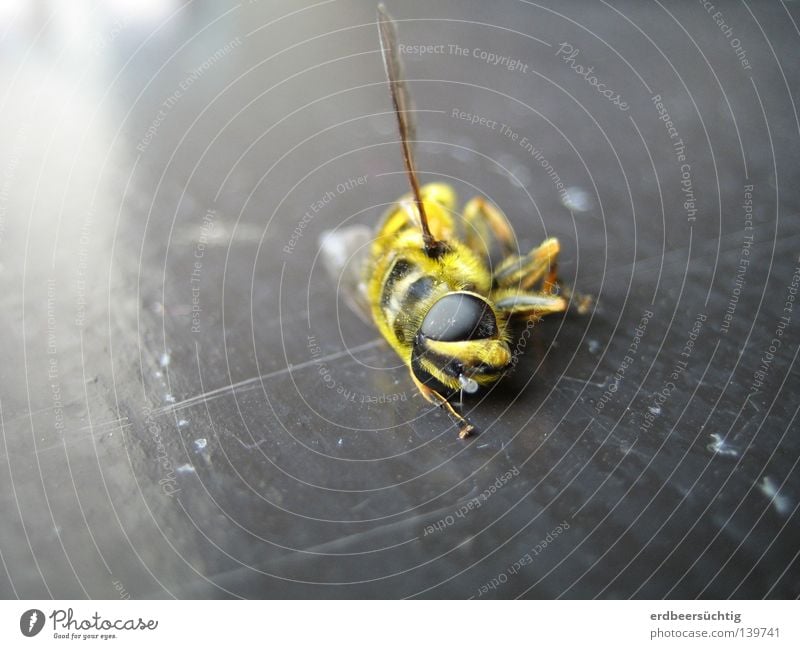 R.I.P. Wespen Insekt Fenster Licht Tier Plagegeist Sommer schön Feinschmecker stechen gelb schwarz Facettenauge nerven Tod vergangen zuletzt Makroaufnahme