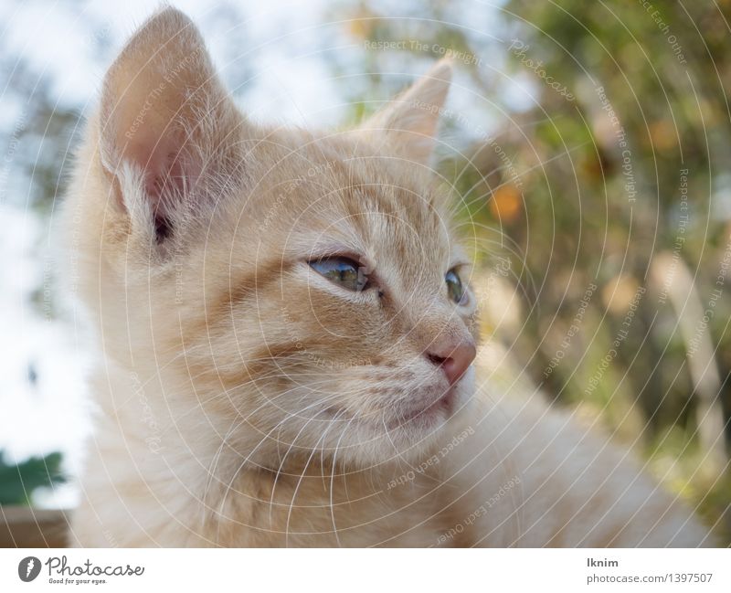 Katzenträume Umwelt Natur Garten Tier Haustier Katzenbaby kater jungkatze babykatze 1 Denken träumen hell schön dünn gelb orange Vorsicht Gelassenheit geduldig