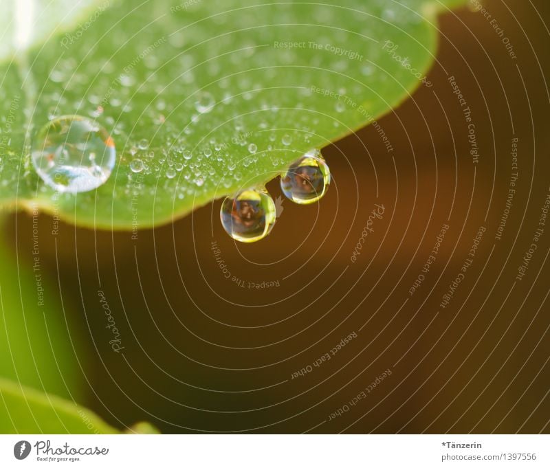 Tropfen V Umwelt Natur Pflanze Urelemente Wassertropfen Sommer Herbst Regen Blume Blatt Garten ästhetisch frisch Gesundheit nass natürlich schön grün achtsam