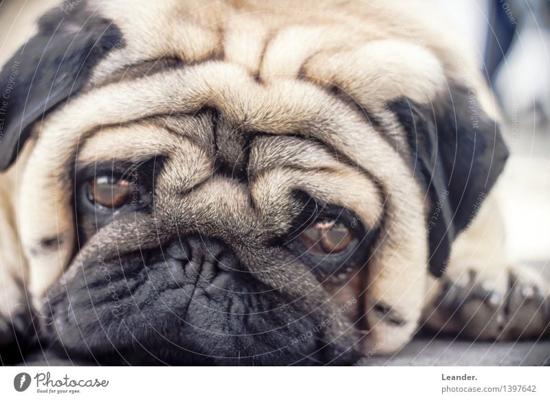 Mops III Tier Haustier Hund 1 liegen Traurigkeit Blick faulenzen Farbfoto Gedeckte Farben Außenaufnahme Nahaufnahme Textfreiraum links Textfreiraum rechts