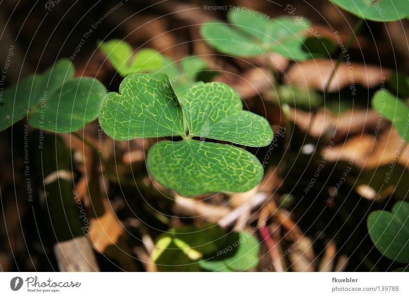 Schattenspiele mit Kleeblatt grün Muster Licht geheimnisvoll Einsamkeit Trauer Außenaufnahme braun Waldboden Pflanze Makroaufnahme Nahaufnahme Natur warten