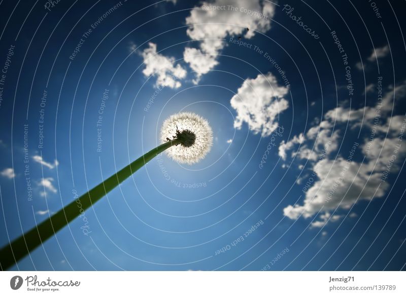 Sonnenfinsternis. Wolken Sommer Blume Löwenzahn Froschperspektive Wiese streben Wachstum Stengel Weitwinkel Himmel Wetter im Gras liegen aufwärts recken