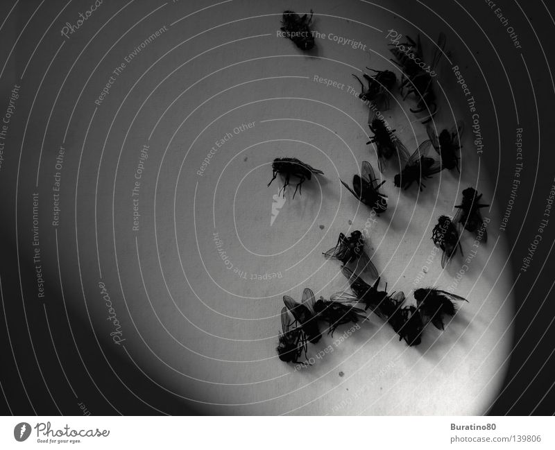 Fliegenmassaker ! dunkel Trauer mehrere unheimlich Makroaufnahme Nahaufnahme Sommer Tod Beleuchtung viele skuril Fliegenspray zu heiß