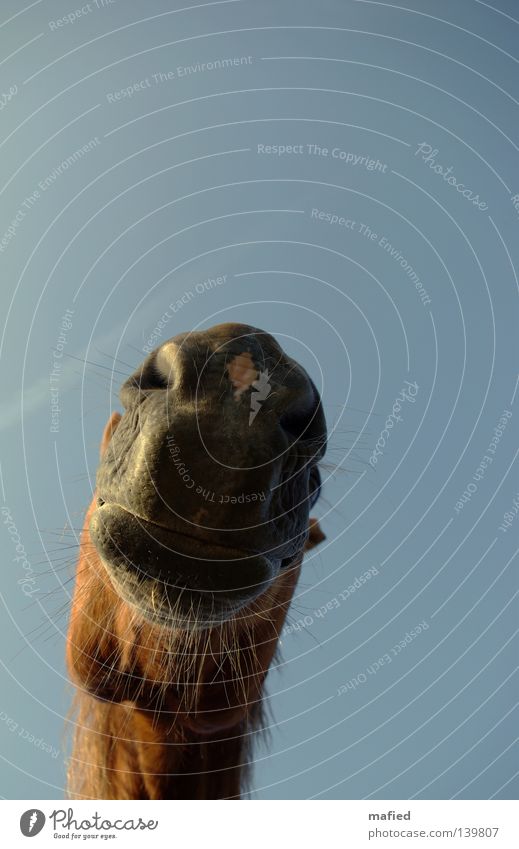 Speed Pferd Nüstern Lippen Schnurrhaar weich atmen Neugier Freundlichkeit rot braun grau Froschperspektive Gegenlicht Säugetier Maul Geruch Kontakt blau Himmel