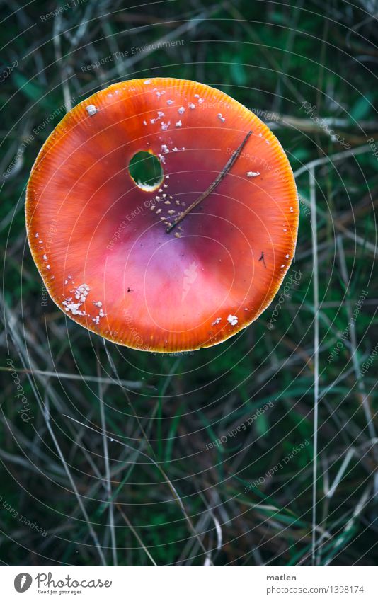 Treffer Natur Pflanze Herbst Gras Wiese Klischee grün rot weiß Pilzhut Fliegenpilz Loch Schneckenfrass Farbfoto Außenaufnahme Detailaufnahme Muster