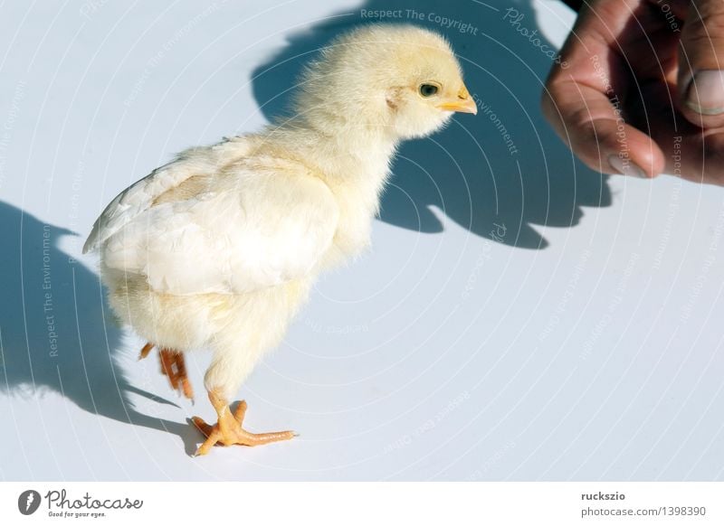 Huehnerkueken; Huehner; Kueken; Natur Haustier Nutztier Vogel Tierjunges frei klein weich gelb weiß Küken Gallus gallus domesticus. Haushuehner Haushuhn Junges