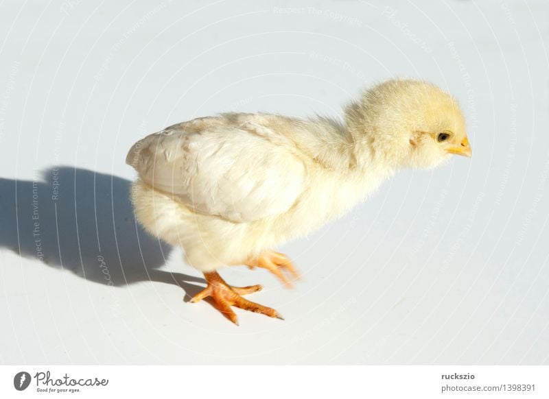 Huehnerkueken; Huehner; Kueken; Natur Haustier Nutztier Vogel Tierjunges frei klein weich gelb weiß Küken Gallus gallus domesticus. Haushuehner Haushuhn Junges