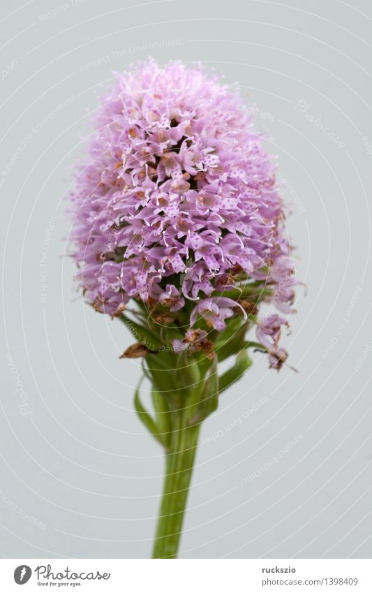 Kugelbluetiges, Knabenkraut Natur Pflanze Orchidee Wildpflanze Wiese frei rosa Kugelorchis globosa Alpenblume Orchis Bergblumen Alpenblumen Alpenpflanze