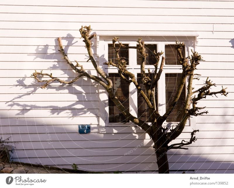 Schattenparker Norwegen Baum Bergen Fenster Holz Holzhaus Küste Sonne Sonnenuntergang steil Straße weiß Zweige u. Äste Geäst Sommer Ast