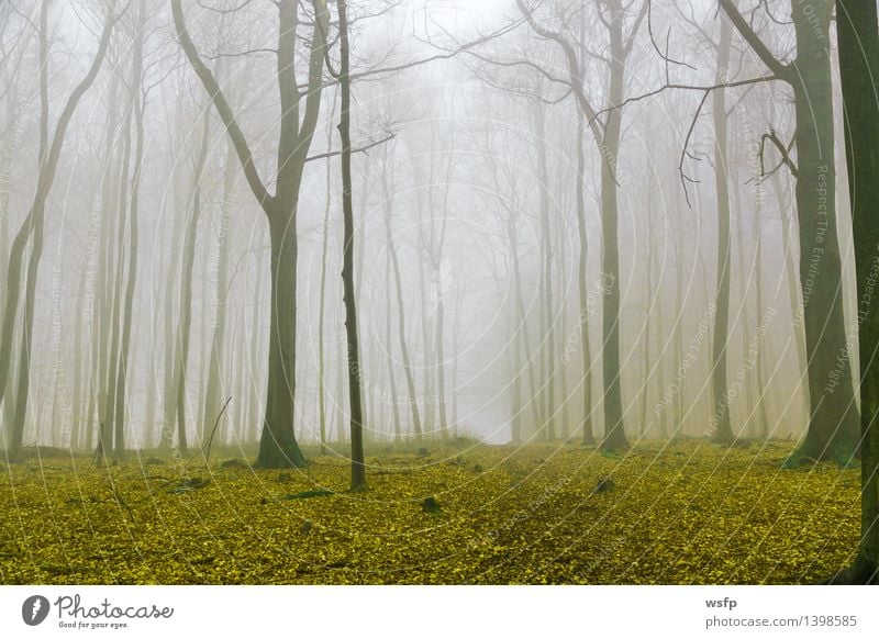 Fantasie Wald mit nebel und gelbem Laub Frühling Herbst Nebel Baum Blatt träumen Surrealismus Zauber fantasie Märchenwald Zauberwald mystisch verfärbt