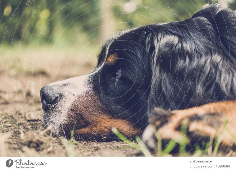 platt Tier Haustier Hund 1 Erholung schlafen träumen kuschlig weich Trägheit bequem Zufriedenheit Berner Sennenhund Fell Müde Farbfoto Gedeckte Farben