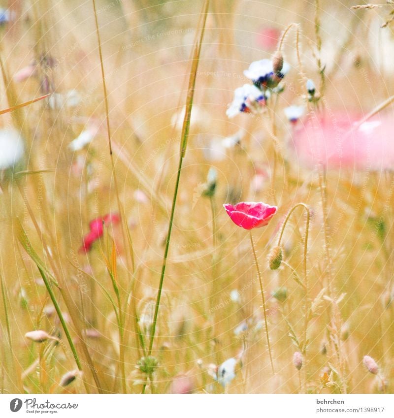 mo(h)ntag ist den ganzen tag Natur Pflanze Frühling Sommer Schönes Wetter Blume Gras Blatt Blüte Wildpflanze Mohn Garten Park Wiese Feld Blühend verblüht