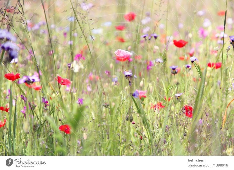 da is er wieder, der mo(h)ntag! Natur Pflanze Frühling Sommer Schönes Wetter Blume Gras Blatt Blüte Wildpflanze Mohn Garten Park Wiese Blühend Duft Wachstum