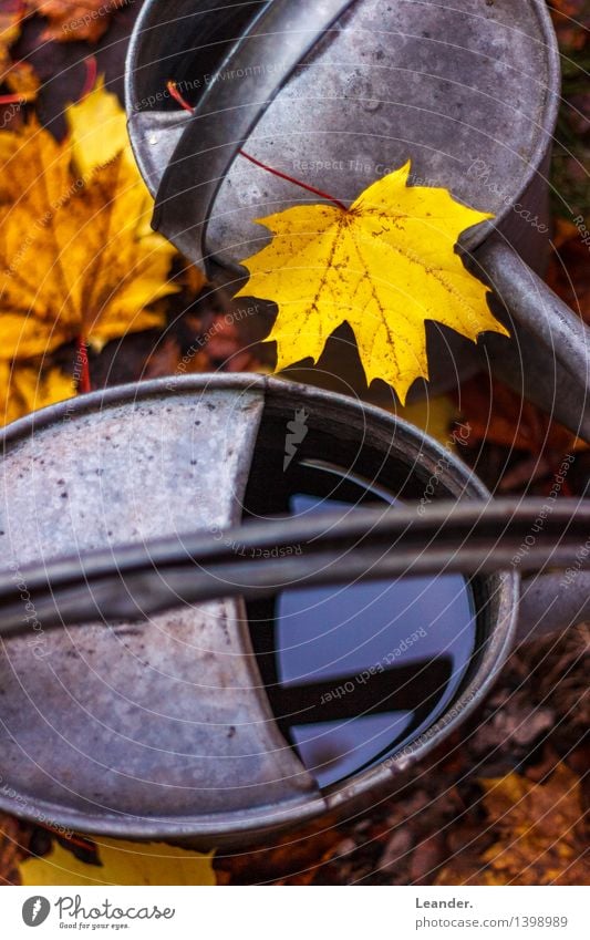 Gießkanne im Herbst Pflanze Blatt Garten Park mehrfarbig gelb grau Stimmung Design Idylle einzigartig Dienstleistungsgewerbe gießen Metall ästhetisch Wasser