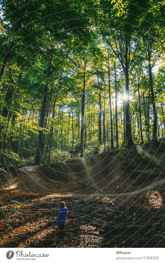 in der Heide Kind 1 Mensch 3-8 Jahre Kindheit Umwelt Natur Landschaft Sonne Herbst Schönes Wetter Pflanze Blatt Wald Urwald Hügel Abenteuer spielend wandern