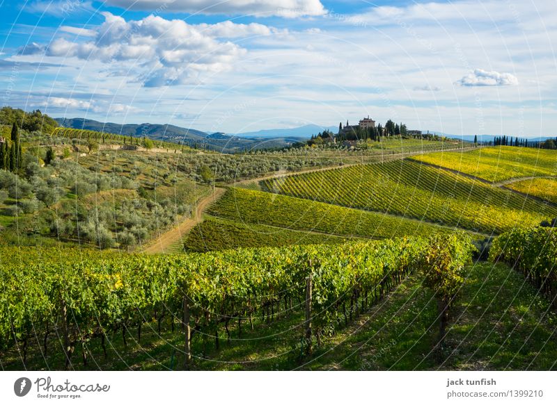 Toskana Ferien & Urlaub & Reisen Tourismus Ausflug Sightseeing Natur Landschaft Herbst Feld Hügel Duft gelb gold grün Vorfreude Begeisterung Himmel Urlaubsfoto