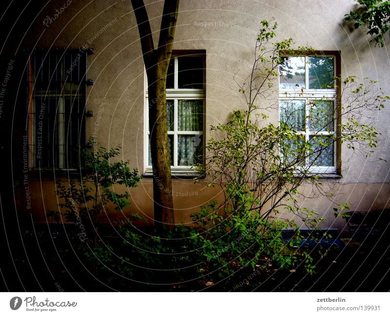 Hans Wurst Nachfahren Haus Stadthaus Häusliches Leben Wohnung Mieter Vermieter Fassade Fenster Hinterhof Baum Sträucher grün dunkel Schatten ruhig Frieden Angst