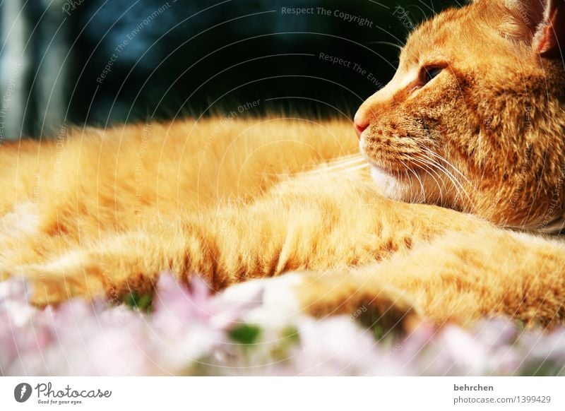 in sich ruhen Natur Pflanze Tier Frühling Sommer Schönes Wetter Blume Blatt Blüte Garten Park Wiese Haustier Katze Tiergesicht Fell 1 beobachten Erholung liegen