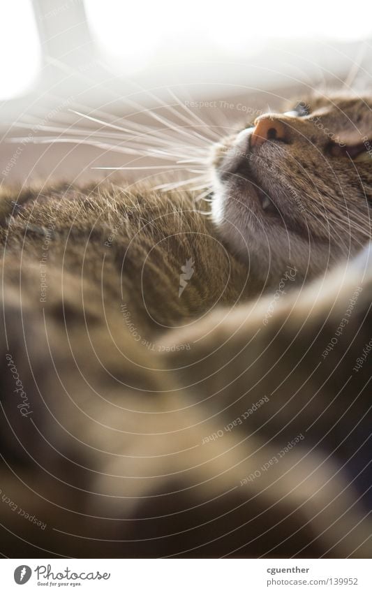 Josi Katze Fell Pfote Maul Schnauze Nase Auge schlafen Halbschlaf Erholung Bart Barthaare Schnurrhaar Säugetier getigert