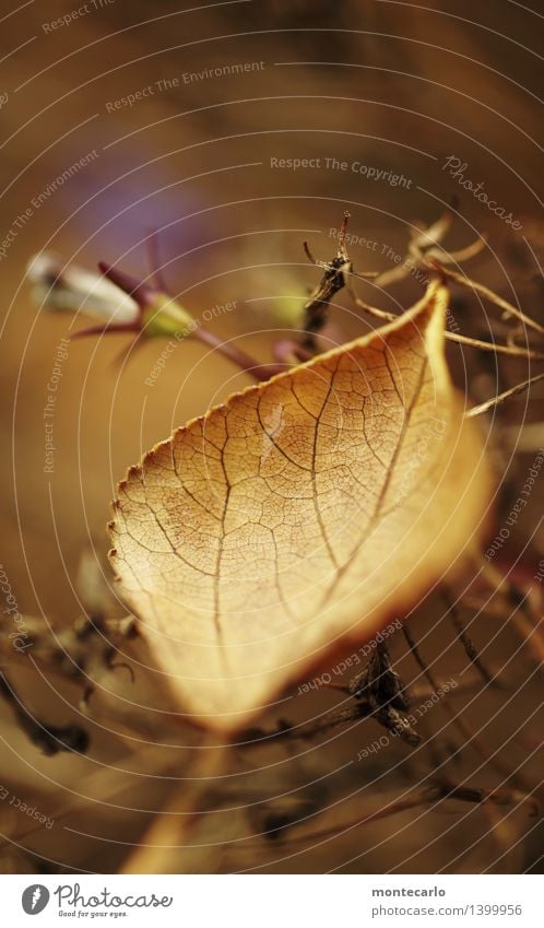 vergänglichkeit Umwelt Natur Pflanze Herbst Blatt Grünpflanze Wildpflanze Hecke alt dünn authentisch einfach kalt nah natürlich Spitze trist trocken wild weich