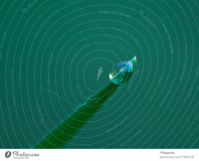 *100* Natur Pflanze Wassertropfen Sommer Herbst schlechtes Wetter Regen Gras Garten Park Wiese ästhetisch frisch Gesundheit nass natürlich schön grün Tautropfen