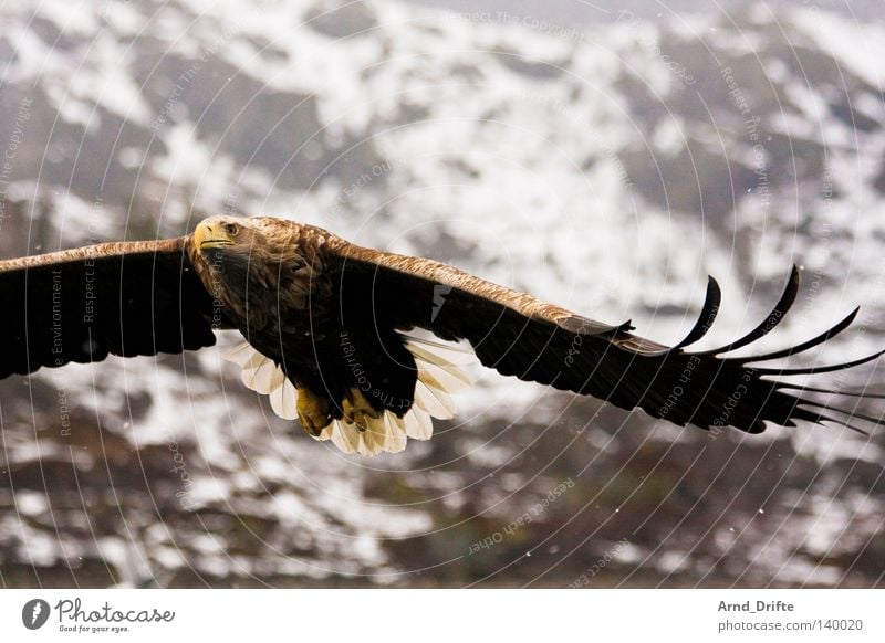 Seeadler Norwegen Berge u. Gebirge fangen Feder Fjord fliegen Flügel Fressen Greifvogel groß hell Himmel Beute Jagd kalt Kraft Küste majestätisch Meer Polarmeer