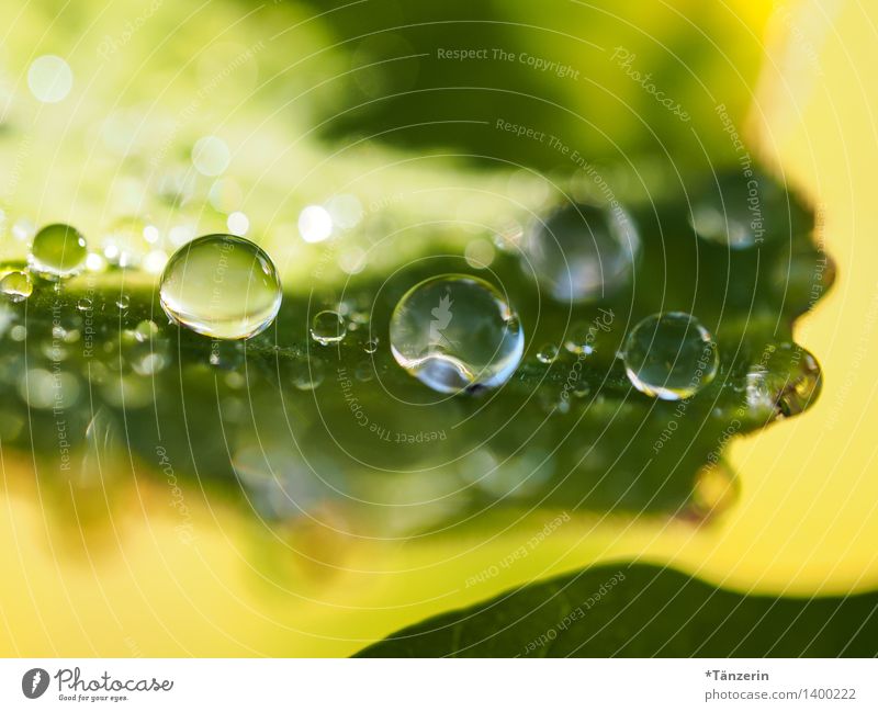 Wasservorrat III Natur Pflanze Urelemente Wassertropfen Sonnenlicht Sommer Herbst Blatt Garten Park ästhetisch frisch natürlich positiv schön gelb grün