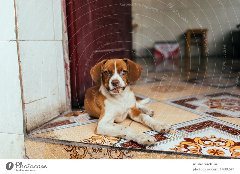 Der chinesische Hund Küche Natur Tier Haustier Tiergesicht 1 Tierjunges hören Blick Freundlichkeit Glück schön klein natürlich niedlich wild orange weiß