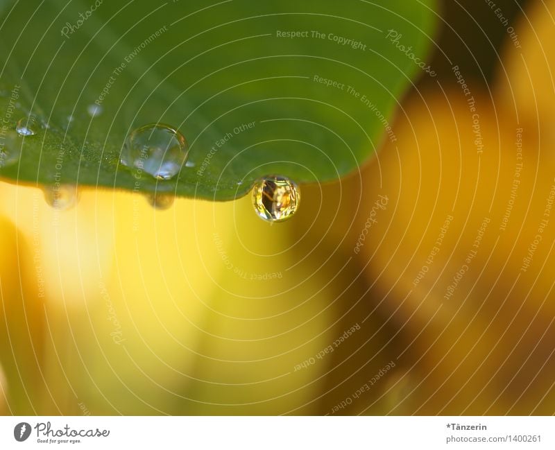 noch mehr Tropfen Natur Pflanze Urelemente Wassertropfen Sonnenlicht Sommer Herbst Blatt Garten Park ästhetisch frisch nass natürlich schön weich gelb grün Tau