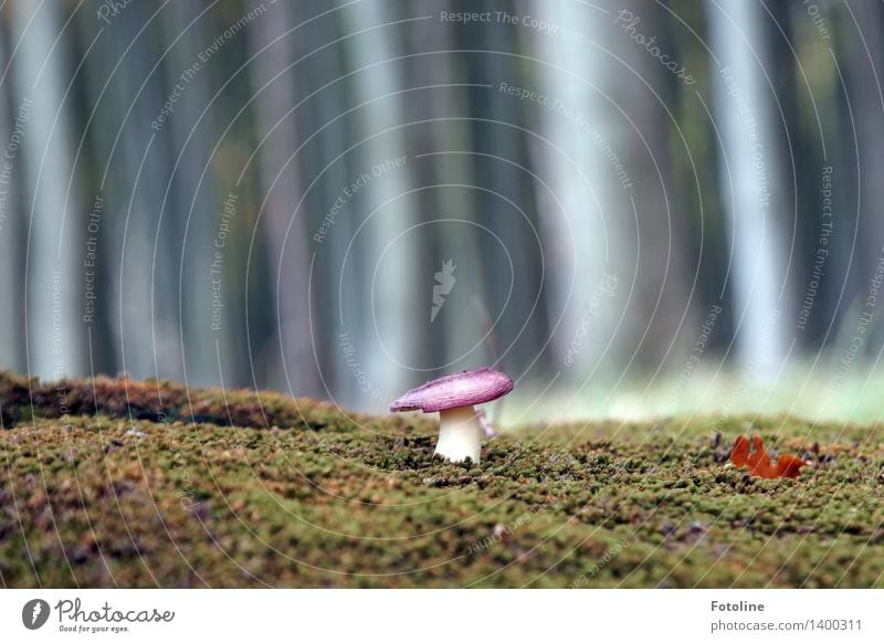 Pilz ruft Verstärkung Umwelt Natur Pflanze Herbst Schönes Wetter Baum Wald natürlich grau Picknick Pilzhut Moos Moosteppich Farbfoto Gedeckte Farben mehrfarbig