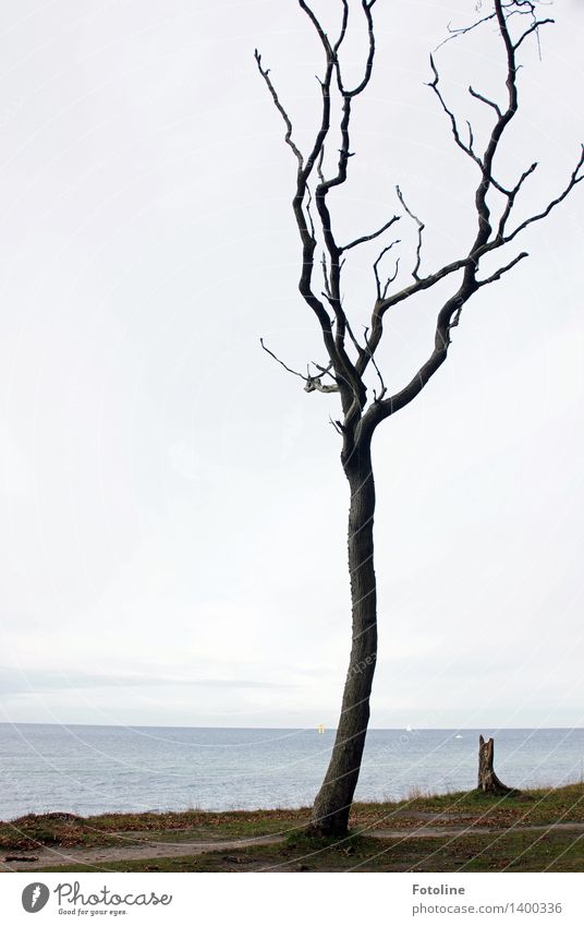 Solo für einen Baum Umwelt Natur Landschaft Pflanze Urelemente Erde Sand Himmel Wolken Herbst Küste Ostsee Meer natürlich Gespensterwald spukhaft Nienhagen