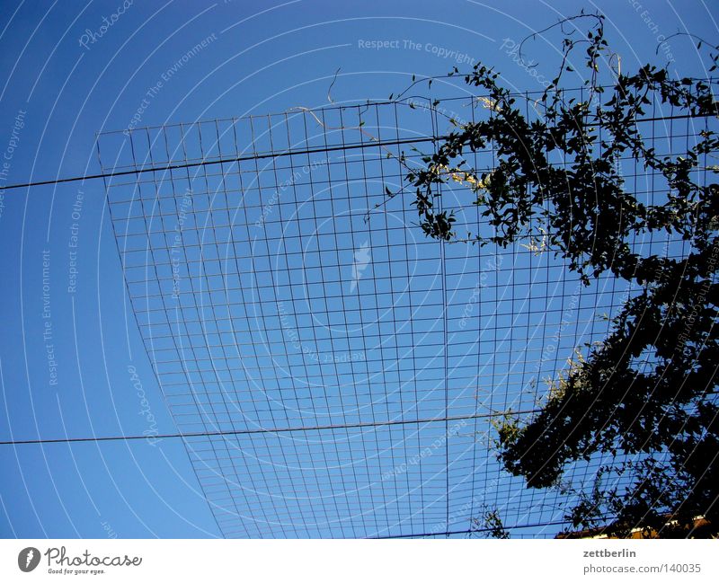 Wachstum Himmel blau himmelblau Gitter Ranke Netzsicherheit Hecke Pflanze Dornröschen Sommer Grenze Käfig Vogelkäfig Abtrennung Detailaufnahme rankhilfe Raster