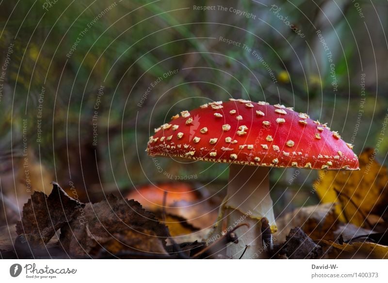 Der Fliegenpilz Gesundheit Ausflug wandern Umwelt Natur Landschaft Erde Herbst Schönes Wetter Pflanze Moos Wildpflanze exotisch Wald Wachstum schön Pilz giftig