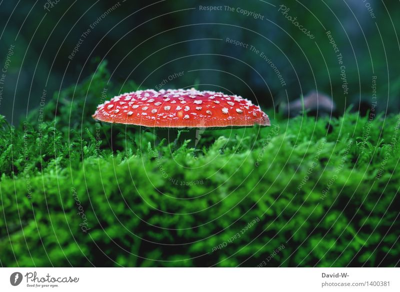 Fliegenpilz Umwelt Natur Landschaft Herbst Klima Klimawandel Schönes Wetter Pflanze Moos Wald Wachstum Gift Punkt rot Pilz schön ungenießbar ansammeln