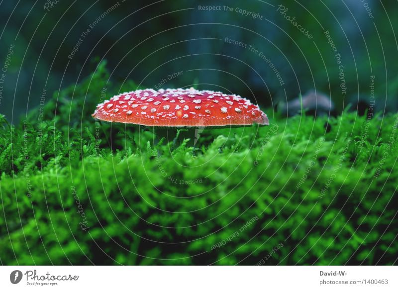 weich gebettet Umwelt Natur Landschaft Herbst Wetter Schönes Wetter schlechtes Wetter Pflanze Moos Wiese Wald Urwald Wachstum Pilz Pilzhut Fliegenpilz Hexe