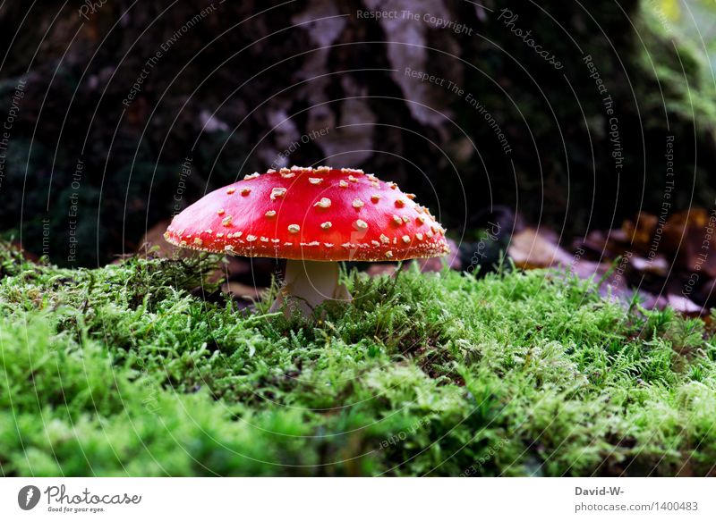 es ist wieder soweit Umwelt Natur Landschaft Erde Sonnenlicht Herbst Wetter Schönes Wetter schlechtes Wetter Pflanze Moos Park Wald bedrohlich grün rot Punk