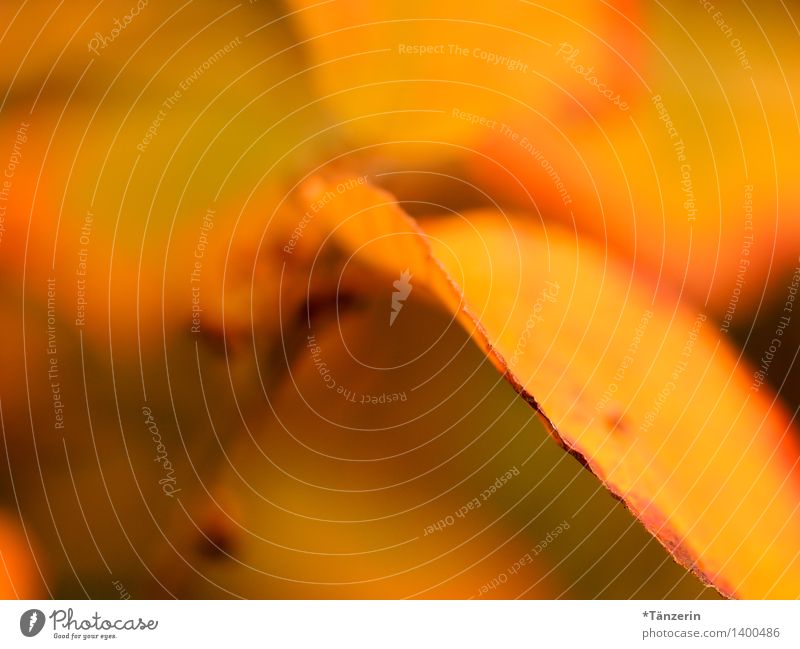 Herbstblätter Natur Pflanze Schönes Wetter Baum Blatt natürlich schön weich gelb Farbfoto mehrfarbig Außenaufnahme Makroaufnahme Menschenleer Tag