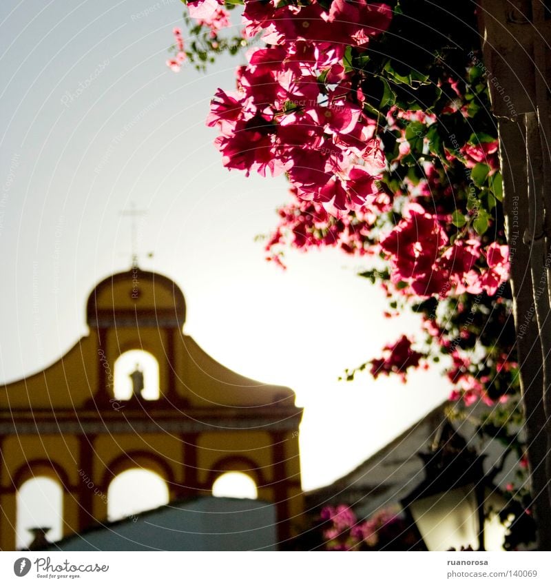 Bailio Kirche Glocke Kruzifix Kreuz Himmel Pflanze Blume Blüte Bougainvillea Lampe Straßenbeleuchtung Dach Cordoba Gotteshäuser blau plantas bugambilla hojas