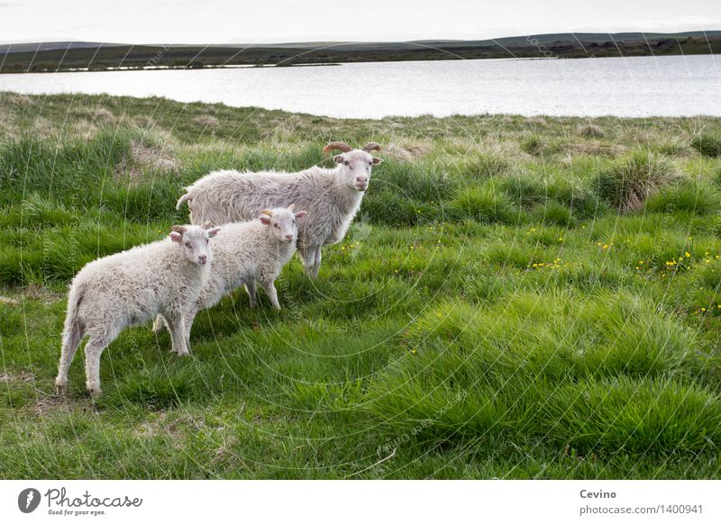 Schafe Natur Landschaft Gras Wiese Tier Nutztier Fell 3 Tiergruppe Herde Tierfamilie Blick stehen Coolness Schafherde Schafwolle Wolle Familienglück Neugier