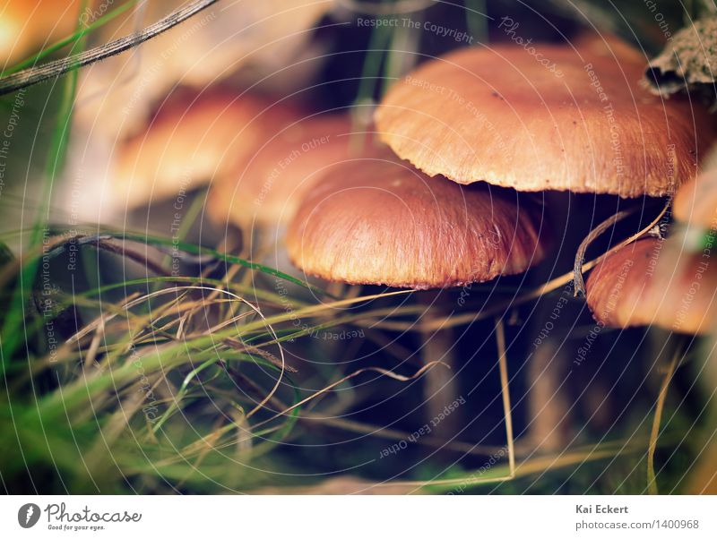 Pilze im Unterholz Natur Pflanze Herbst Wald entdecken ästhetisch natürlich braun grün Warmherzigkeit ruhig Neugier Erholung Gelassenheit Glück Idylle Umwelt