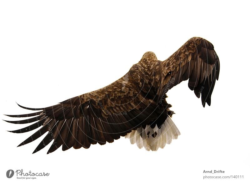 Breakdance Norwegen Feder Fjord fliegen Greifvogel groß hell Himmel kalt Kraft majestätisch Meer Polarmeer Seeadler Vogel weiß Luftverkehr